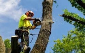 Tree service